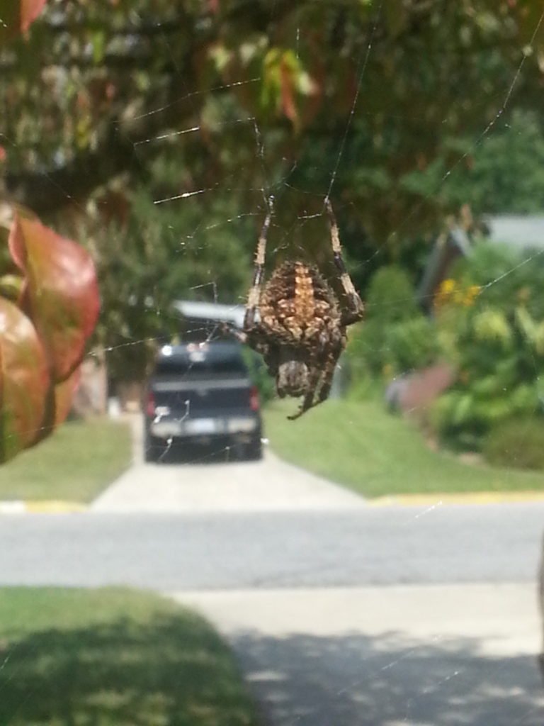 crab spider