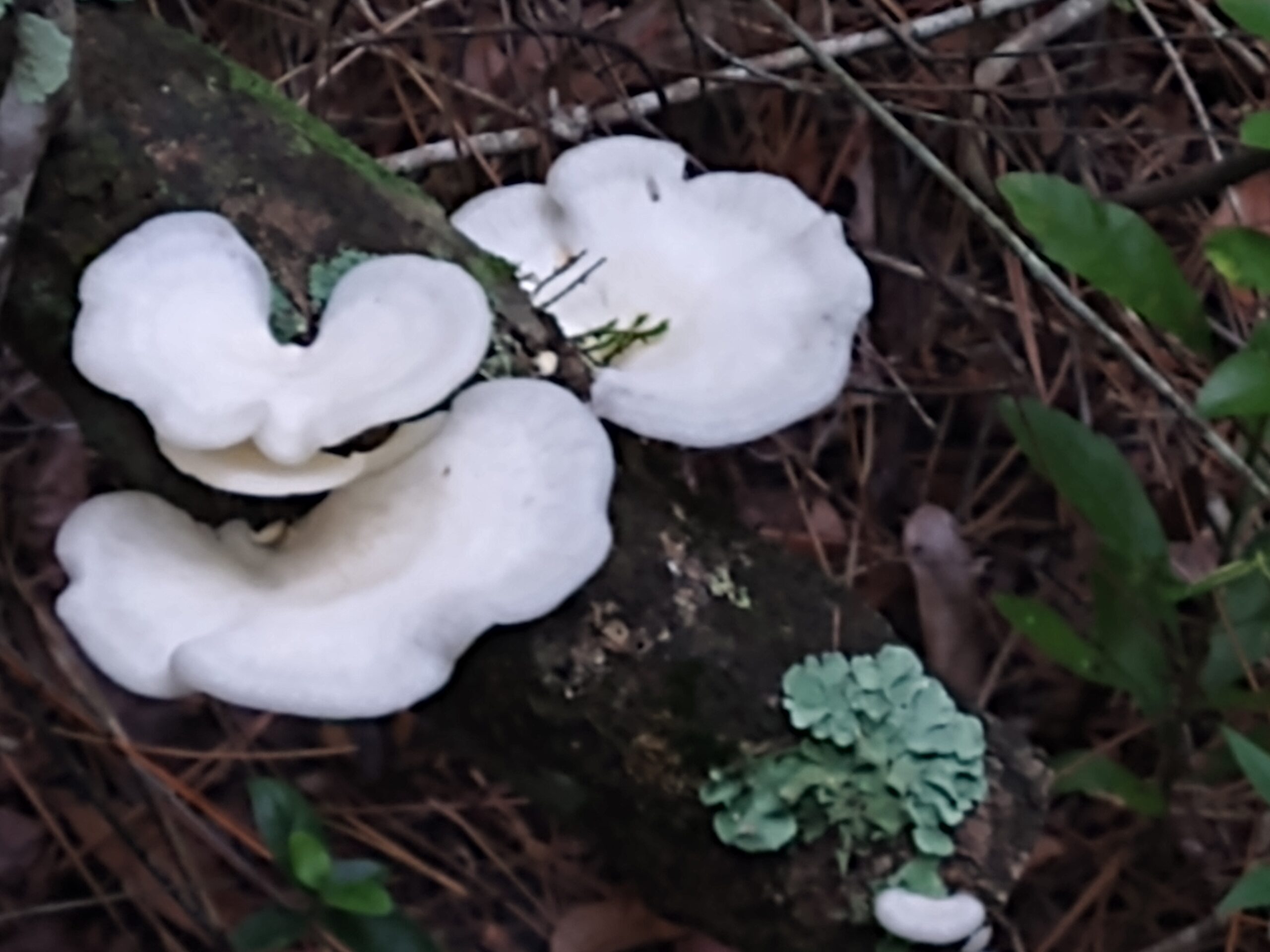 White mushrooms