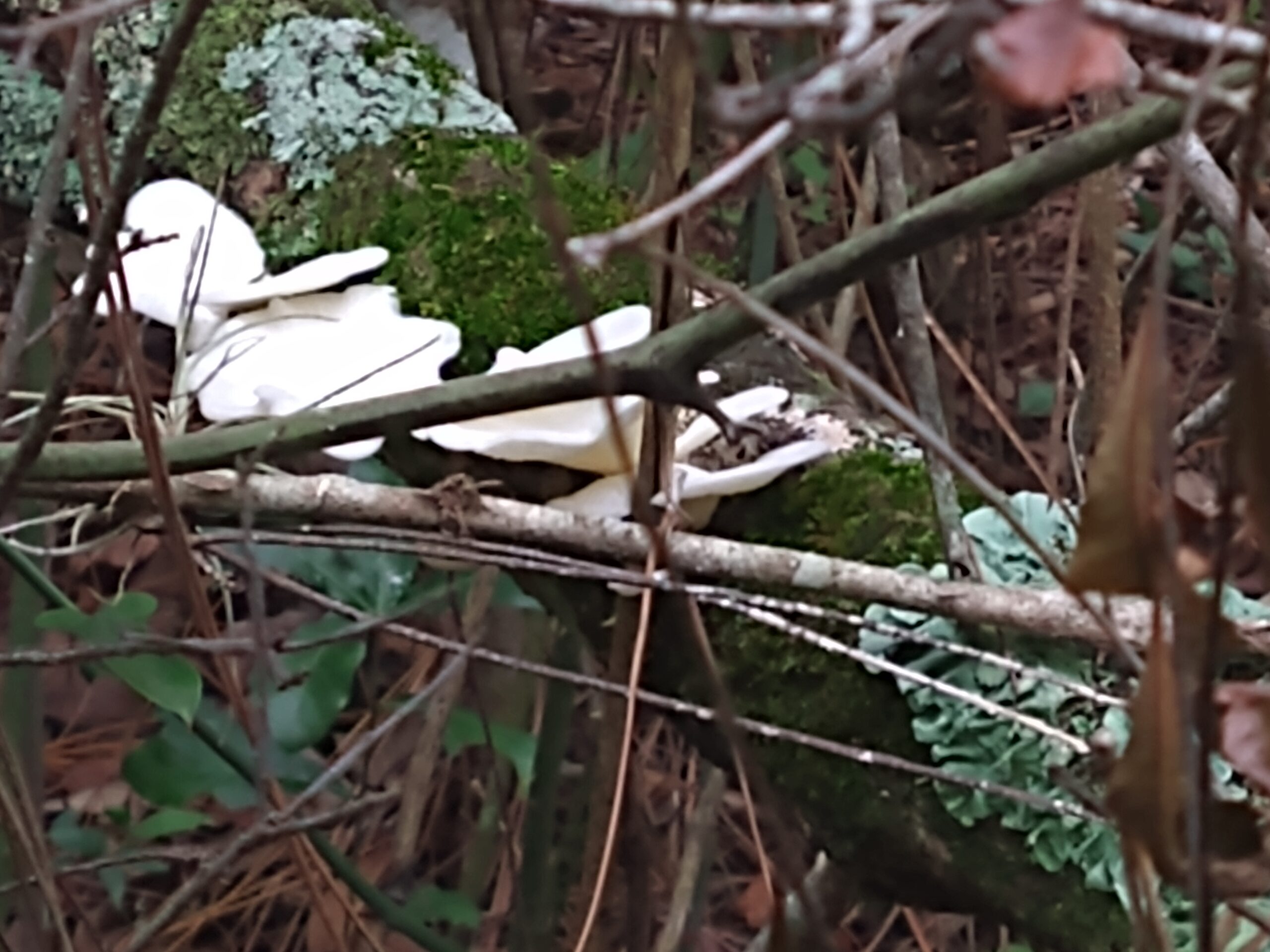 White mushrooms and green moss