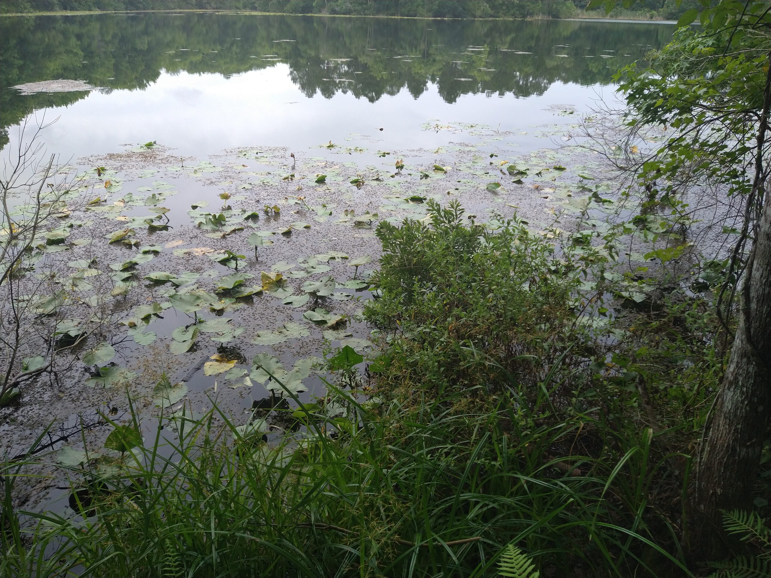 Lake at UNF Nature Trail
